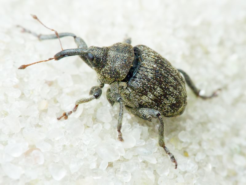 Mogulones abbreviatulus (Fabricius, 1792)